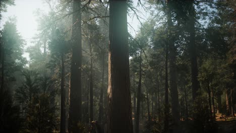 Sonnenuntergang-Am-Giant-Forest,-Sequoia-Nationalpark,-Kalifornien